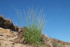 Elymus macrourus