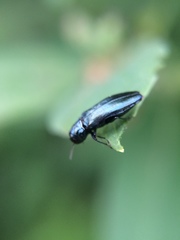 Agrilus cyanescens