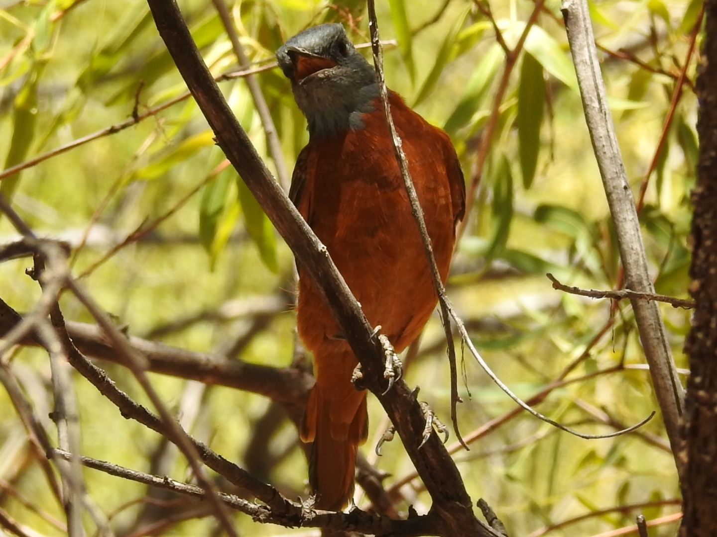 Cape Rock Thrush (Monticola rupestris), photo 2