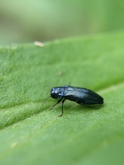 Agrilus cyanescens