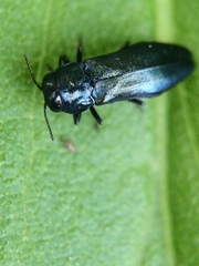 Agrilus cyanescens