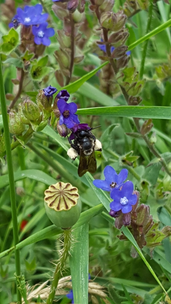 Hamandrena