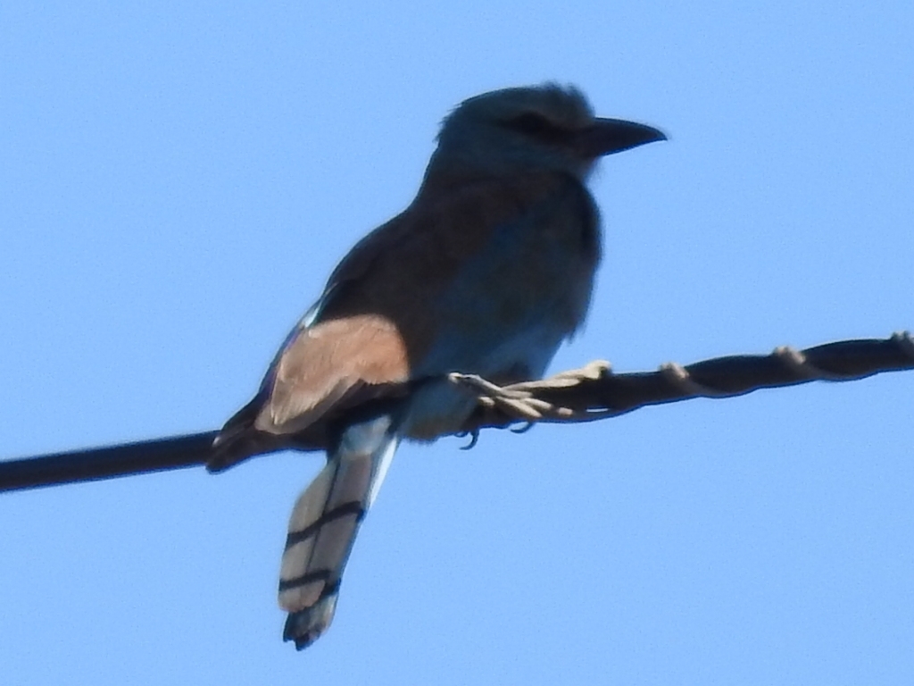 European Roller (Coracias garrulus), photo 2