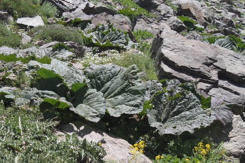 Syrian rhubarb