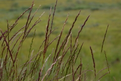 Elymus mutabilis