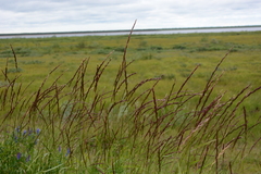 Elymus mutabilis