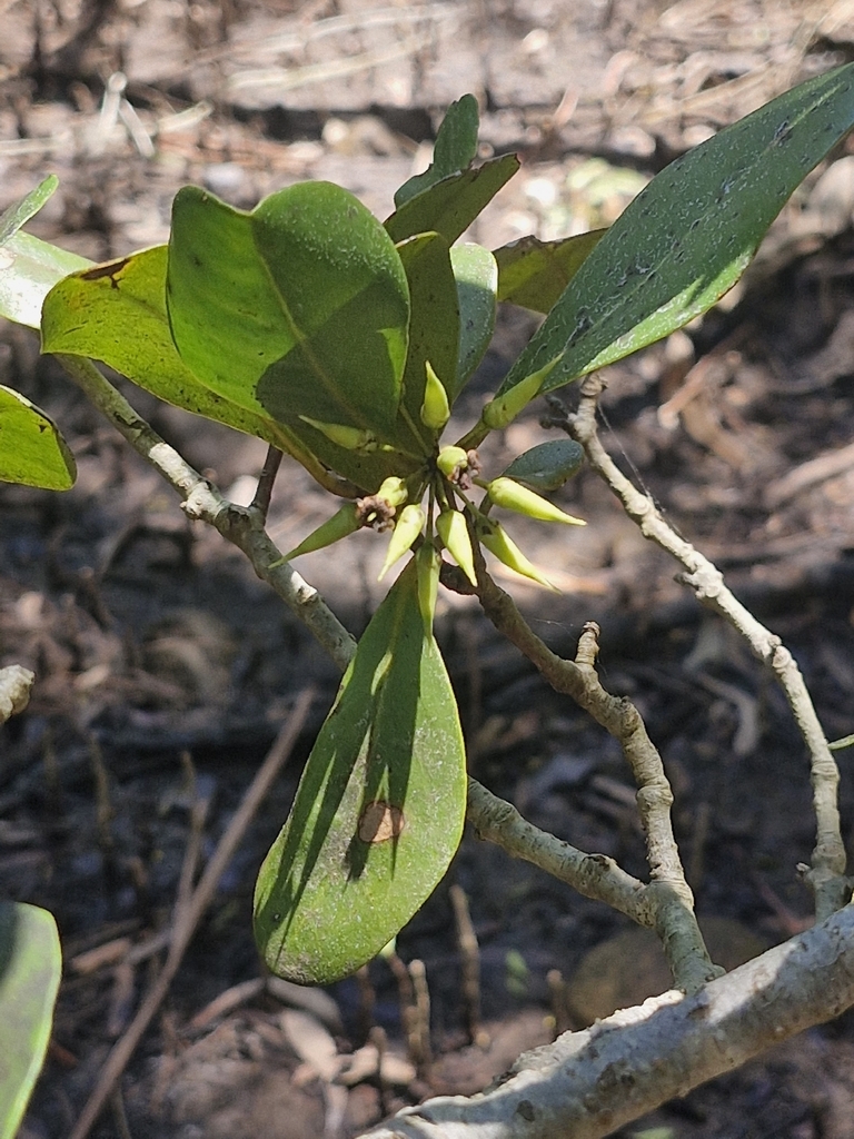 Sú – Aegiceras corniculatum