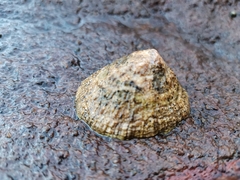 Patella rustica