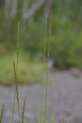 Elymus mutabilis