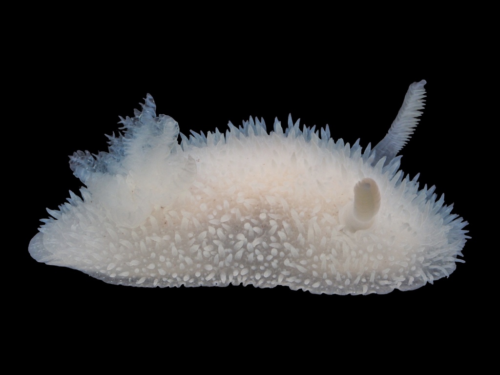 Hairy Spiny Dorid, photo 1 of 10