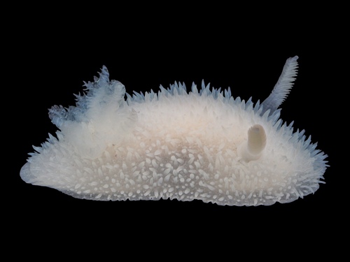Hairy Spiny Dorid