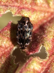 Brachys aeruginosus