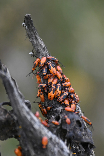 Large Milkweed Bug photographed in Pennsylvania