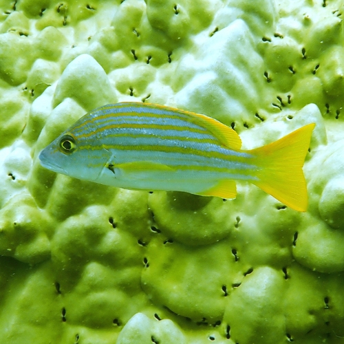 Dusky-striped sea-perch (Lutjanus carponotatus) — Lutjanidae — 4