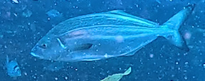 Bastard trumpeter (Latridopsis forsteri) — Latridae
