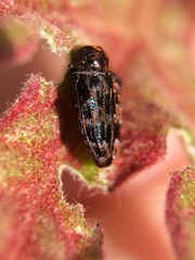 Brachys aeruginosus