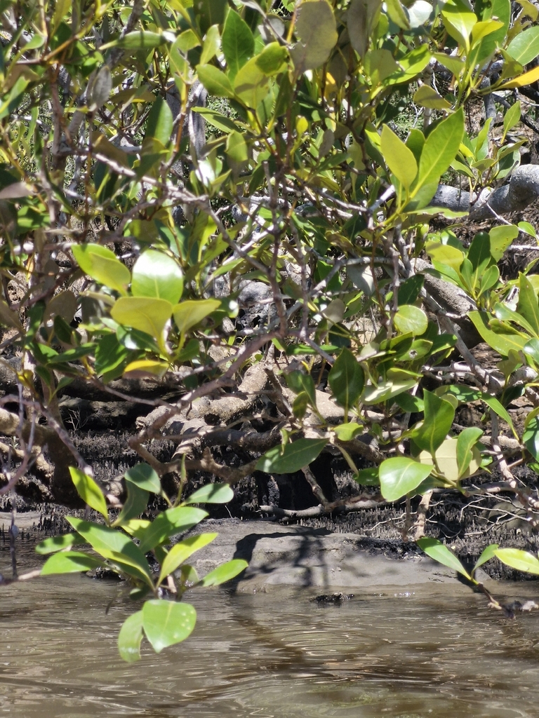 Mấm – Avicennia marina