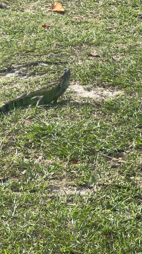 Green Iguana