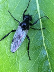 Bibio albipennis