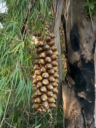 Attalea speciosa, photograph 2