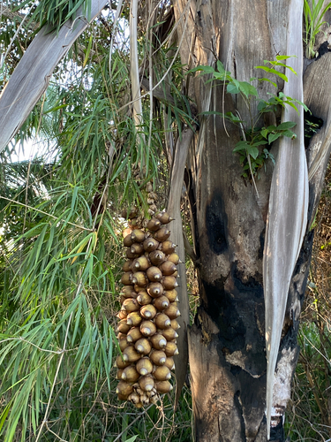 Attalea speciosa, photograph 4