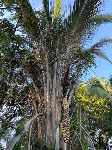 Attalea speciosa, photograph 3