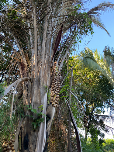 Attalea speciosa, photograph 5