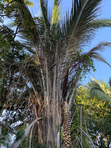 Attalea speciosa, photograph 6