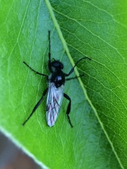 Bibio albipennis