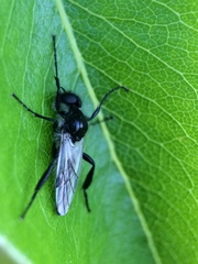 Bibio albipennis