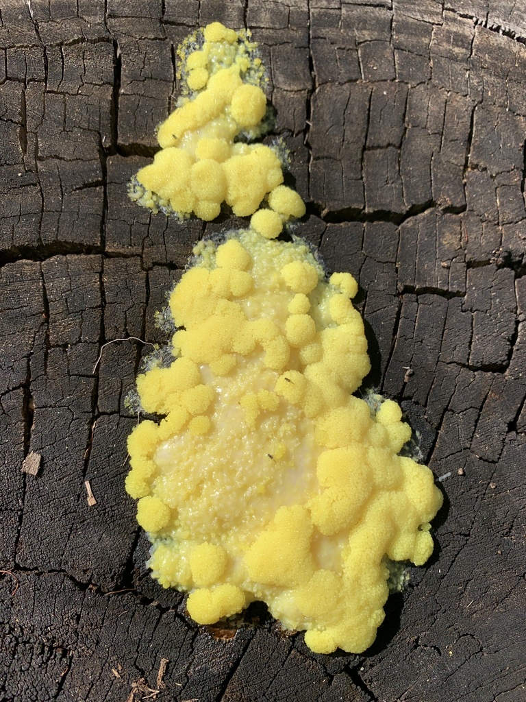 true slime molds from Pasatiempo Glen, Escondido, CA, US on January 25 ...