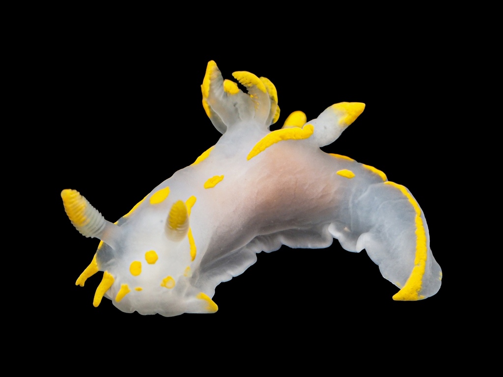 Four-lined Polycera