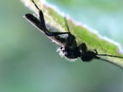 Bibio albipennis