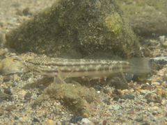 Bathygobius casamancus