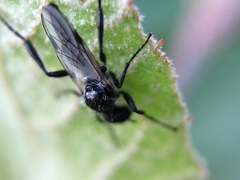 Bibio albipennis