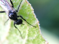 Bibio albipennis