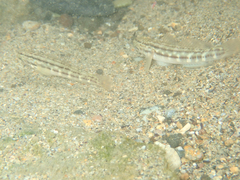 Bathygobius casamancus