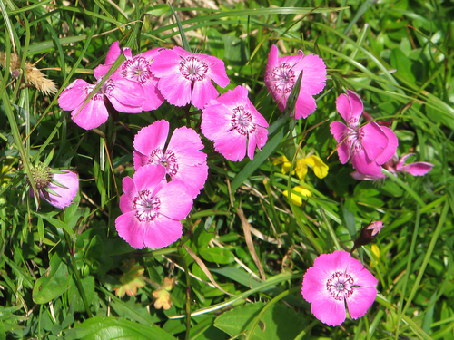 Alpine Pink (Dianthus alpinus)