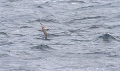 Procellaria cinerea