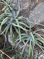 Dudleya densiflora