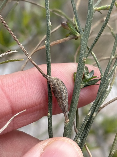 Unknown species found near Sandy Lane Park, Fort Worth, TX, US