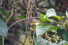 Vireo leucophrys