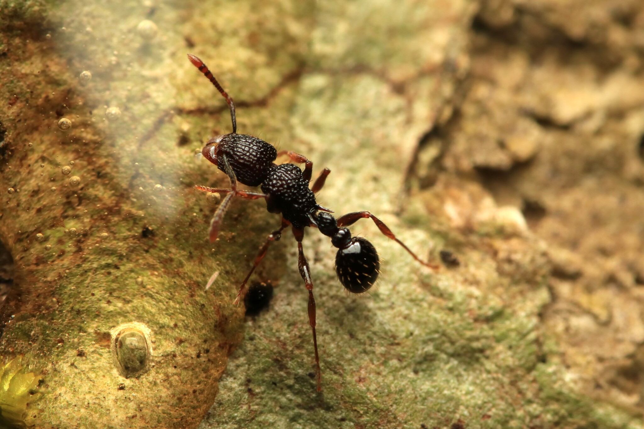 Tetramorium eleates