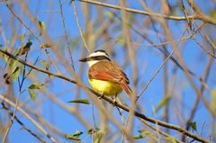 Pitangus sulphuratus