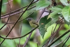 Tolmomyias sulphurescens