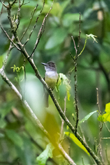 Myiarchus tuberculifer