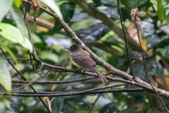 Myiarchus tuberculifer