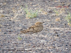 Caprimulgus aegyptius