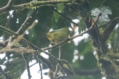 Ixothraupis xanthogastra