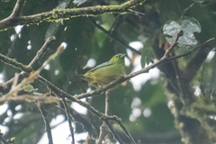 Ixothraupis xanthogastra